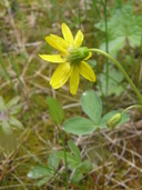 Arnica cordifolia