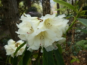 Rhododendron irroratum ssp. yiliangense