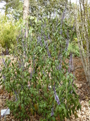 Salvia fallax