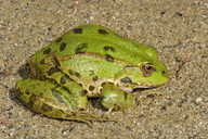 Graf's Hybrid Frog