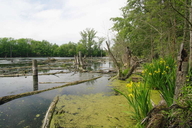 Pelophylax ridibundus