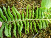 Polystichum californicum