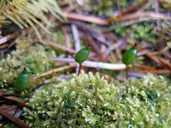 Photo of Buxbaumia viridis