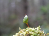 Buxbaumia viridis