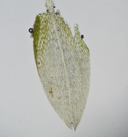 Photo of Anomobryum julaceum