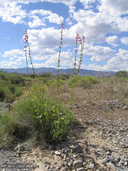 Photo of Penstemon bicolor ssp. roseus
