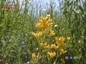 Ehrendorferia chrysantha