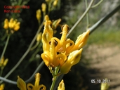 Ehrendorferia chrysantha