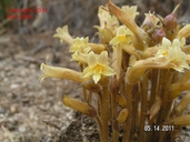 Aphyllon fasciculatum