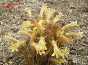 Aphyllon fasciculatum