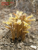 Aphyllon fasciculatum