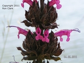 Salvia spathacea