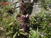 Salvia spathacea
