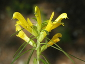 Pedicularis angustifolia