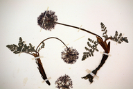 Oreonana purpurascens