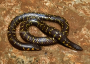 Uropeltis phipsonii