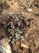 Small Seeded Spurge
