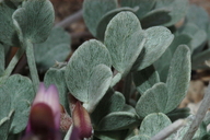Astragalus calycosus