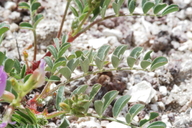 Astragalus jejunus var. jejunus
