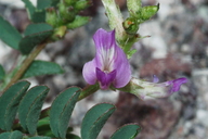 Astragalus jejunus var. jejunus