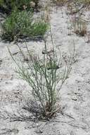 Astragalus toanus