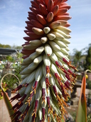 Aloe speciosa
