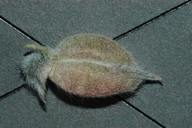 Oxytropis oreophila var. juniperina