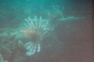 Lionfish