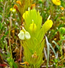 Castilleja rubicundula ssp. lithospermoides
