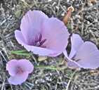 Calochortus splendens