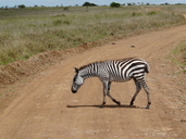 Equus quagga boehmi