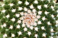 Mammillaria mystax