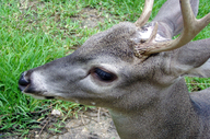 Odocoileus virginianus