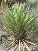 Tree Yucca