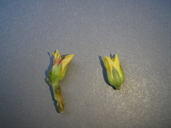 Sedum paradisum ssp. paradisum