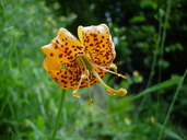 Lilium pardalinum ssp. wigginsii