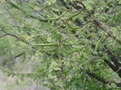 Vachellia farnesiana
