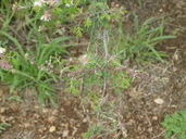 Mimosa monancistra