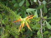 Castilleja tenuiflora