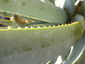 Aloe wickensii