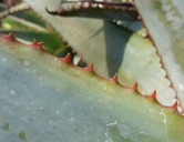 Aloe framesii