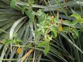 Gonolobus chloranthus