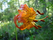 Vollmer's Lily