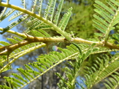 Acacia abyssinica