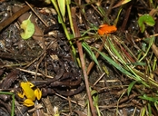 Mantella milotympanum