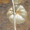 Salazaria mexicana