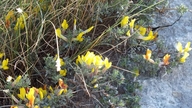 Cytisus spinescens