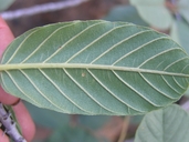 Frangula purshiana ssp. ultramafica
