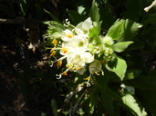 Cantua quercifolia