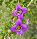 Lycium brevipes